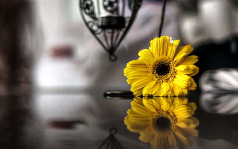 Yellow Gerbera Daisy — Serene
