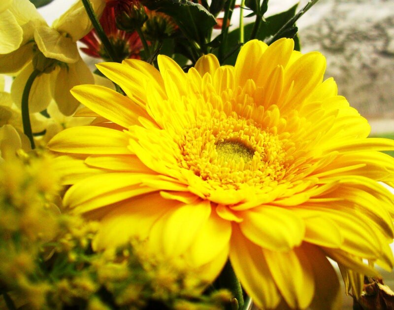 Yellow Gerbera Daisy