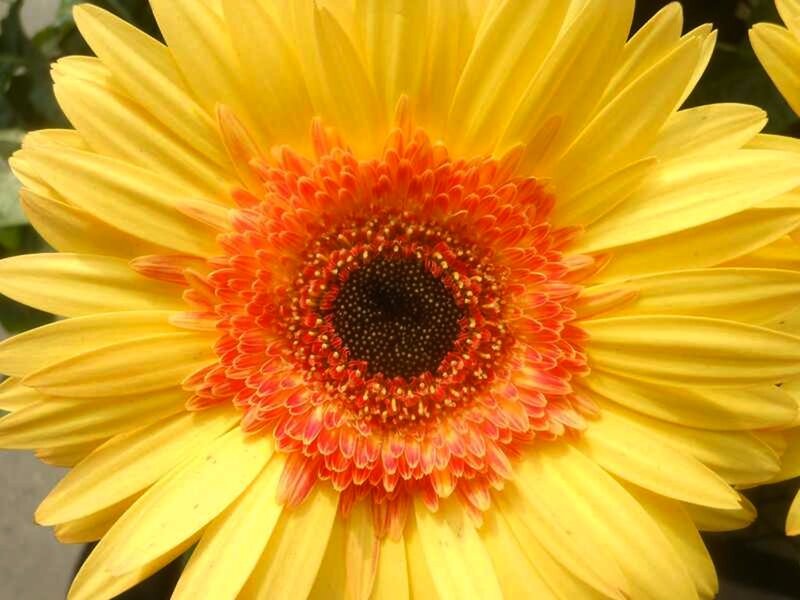 Yellow Gerbera Daisy — Vibrant, Afternoon