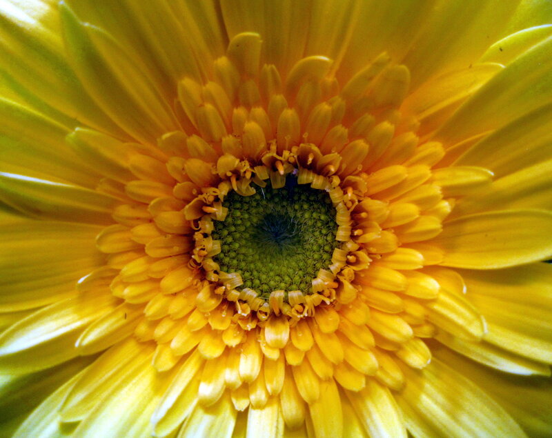 Yellow Gerbera Daisy — Vibrant, Photograph, Flower, Petals, Center