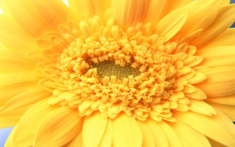 Yellow Gerbera Daisy — Vibrant, Photograph, Flower, Petals
