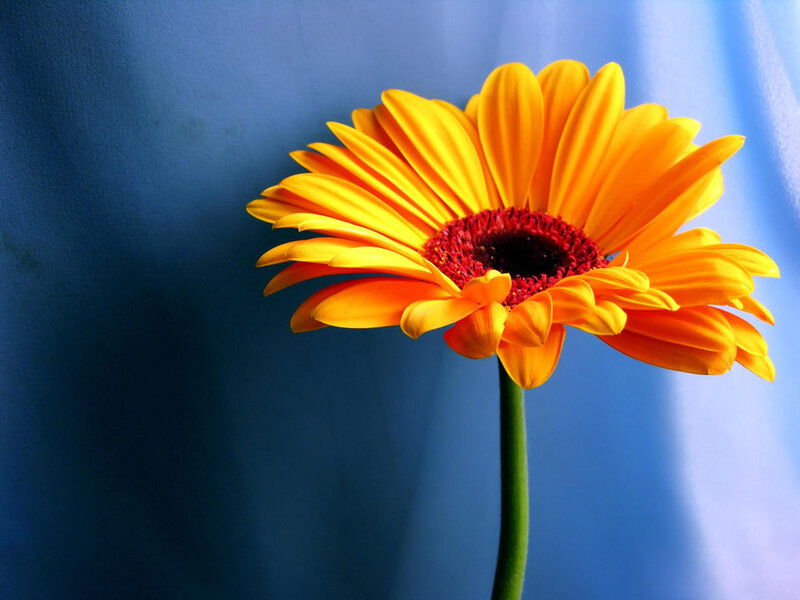 Yellow Gerbera Daisy — Vibrant, Photograph, Flower