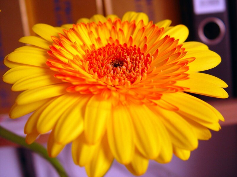 Yellow Gerbera Daisy — Vibrant, Photograph