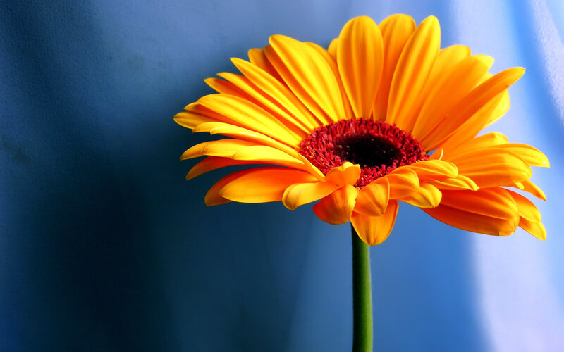 Yellow Gerbera Daisy — Vibrant