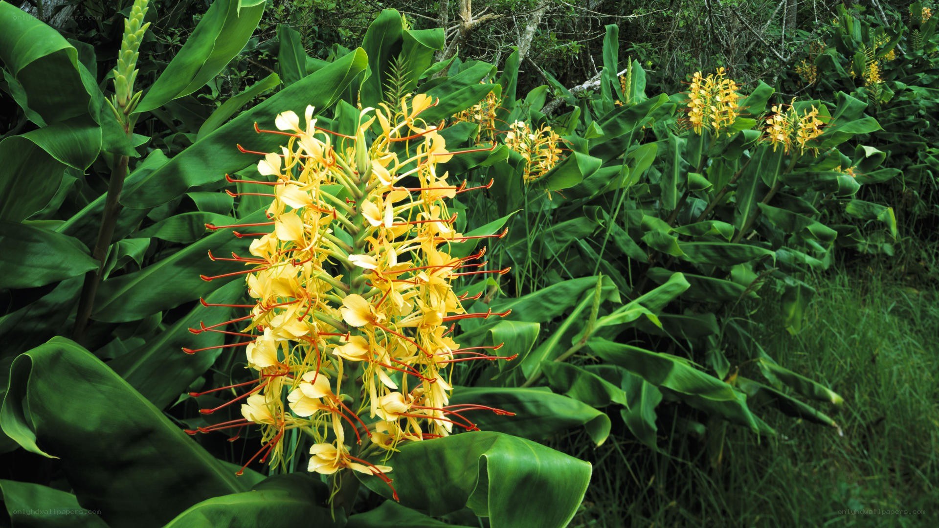 yellow ginger flowers in foliage