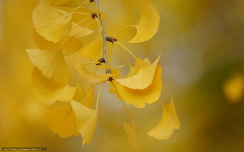 Yellow Ginkgo Leaves in Autumn