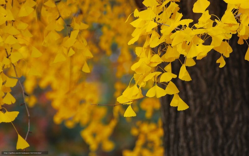 Yellow Ginkgo Leaves in Autumn