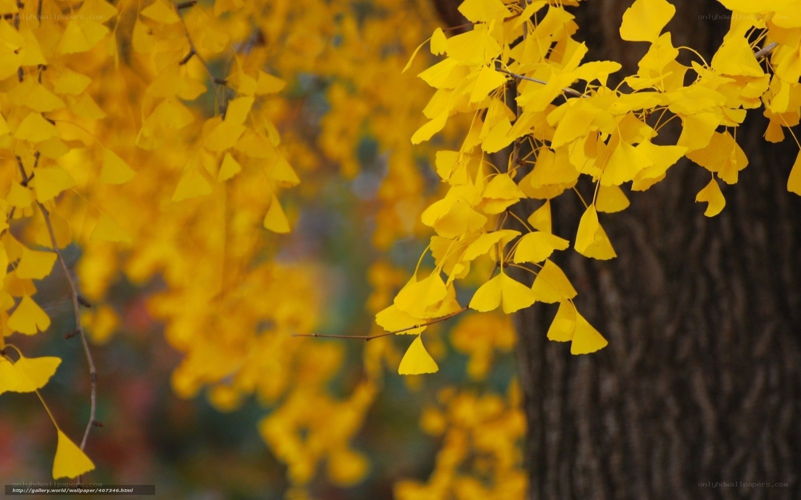 Yellow Ginkgo Leaves in Autumn