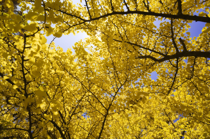 Yellow Ginkgo Leaves in Sunlight