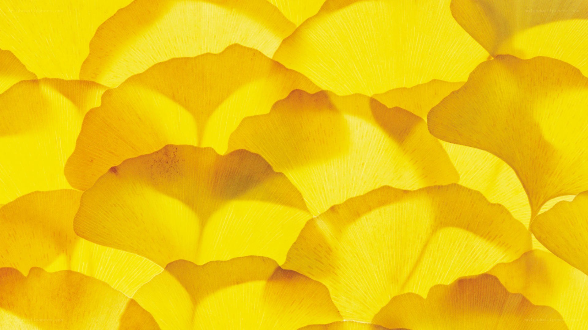Yellow ginkgo leaves pattern