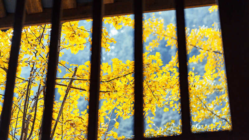 Yellow Ginkgo Leaves
