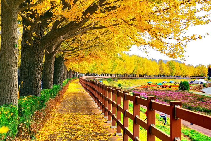 Yellow Ginkgo Trees