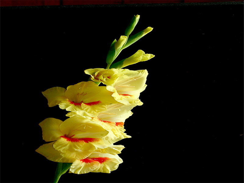 Yellow gladiolus flowers