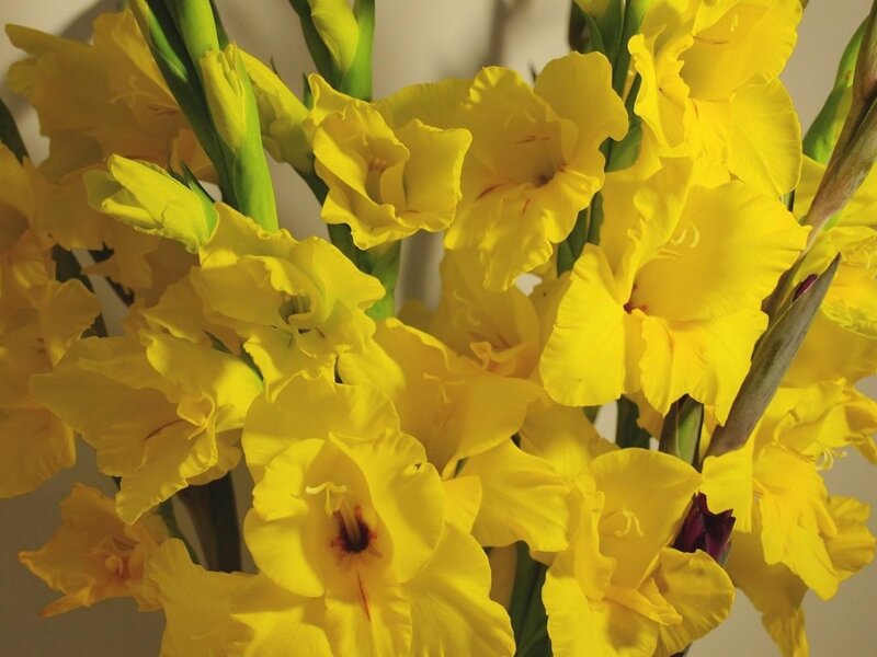 Yellow Gladiolus Flowers — Bright