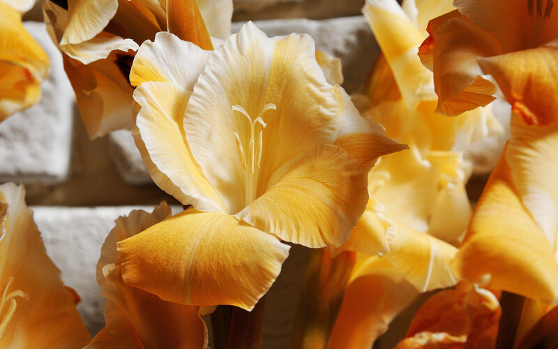 Yellow Gladiolus Flowers — Calm, Photograph