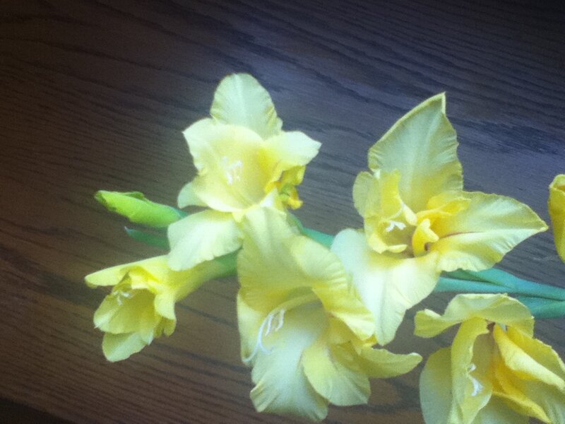 Yellow Gladiolus Flowers — Calm