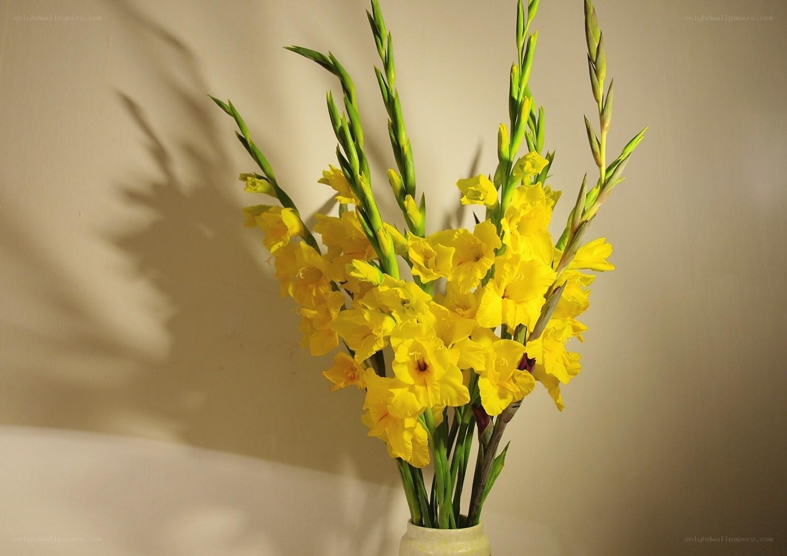 Yellow gladiolus flowers in vase