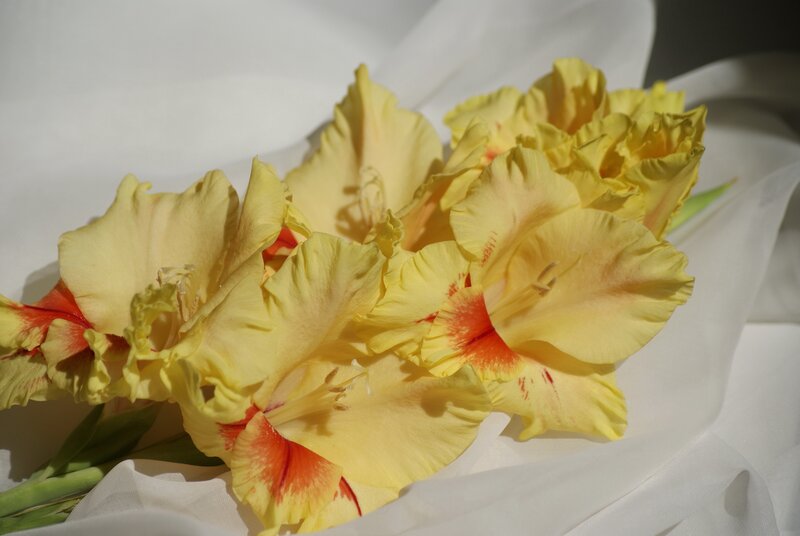 Yellow Gladiolus Flowers — Serene