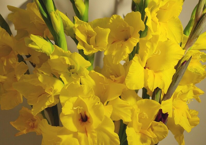 Yellow gladiolus flowers