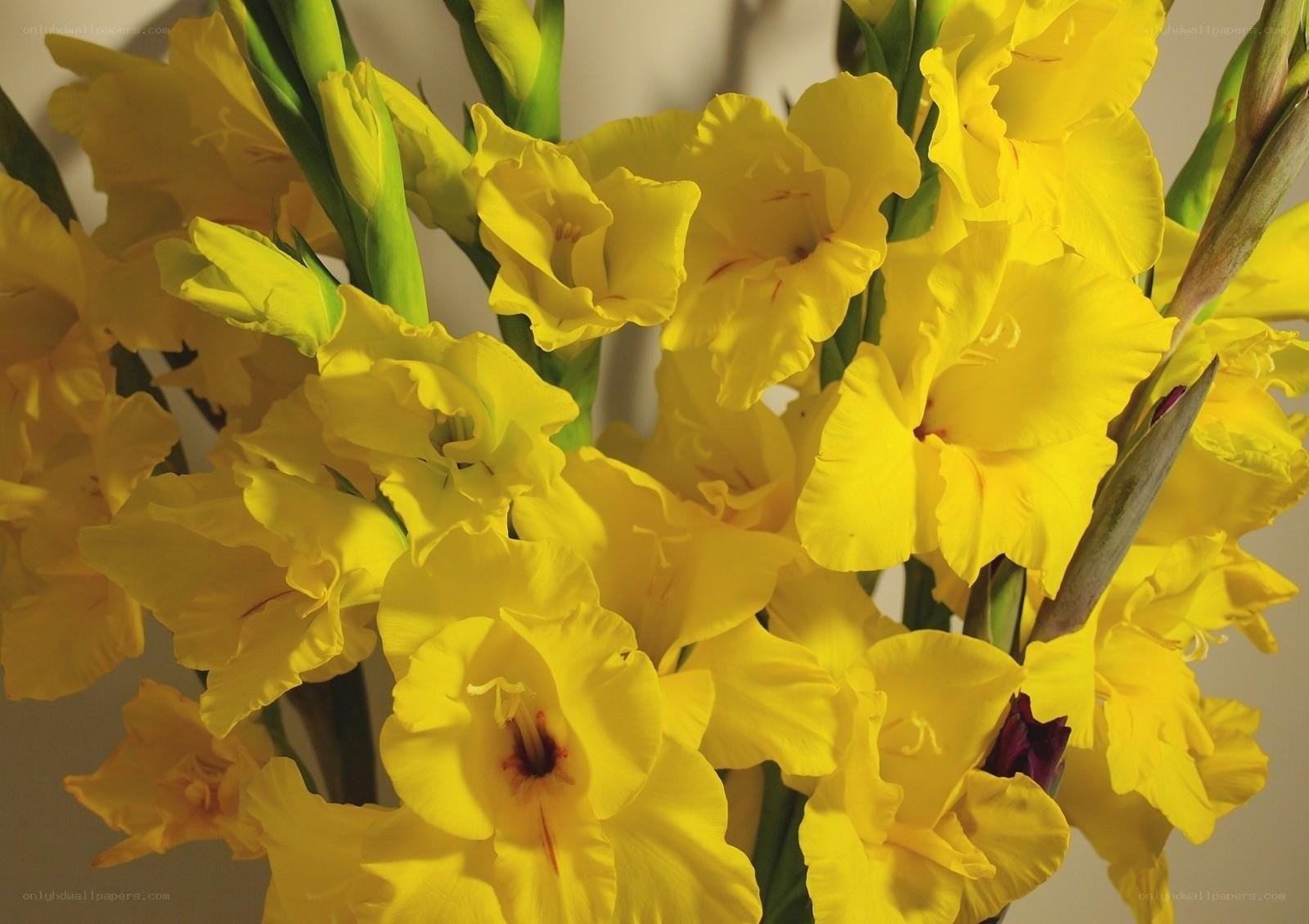 Yellow gladiolus flowers