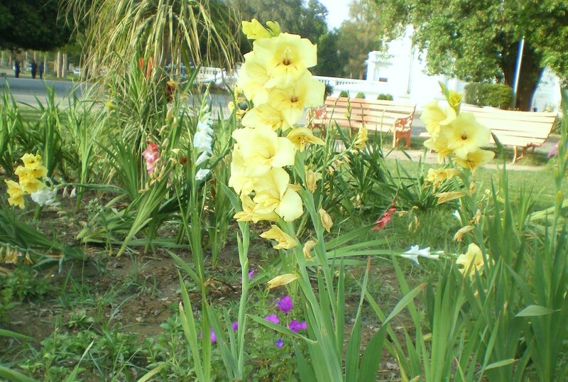Yellow gladiolus in a park