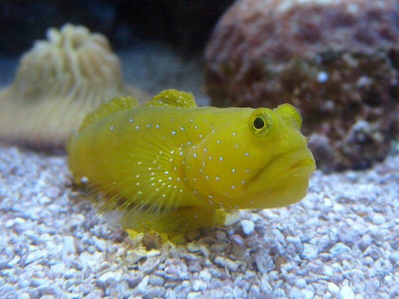 Yellow Goby Fish