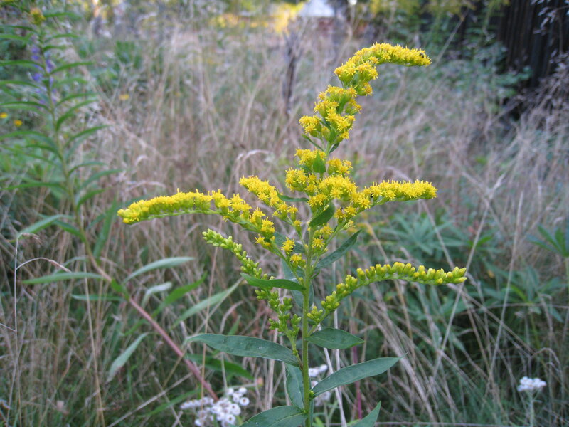 Yellow Goldenrod Flower