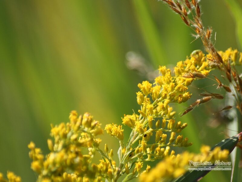 Yellow Goldenrod Flowers — Natural, Afternoon