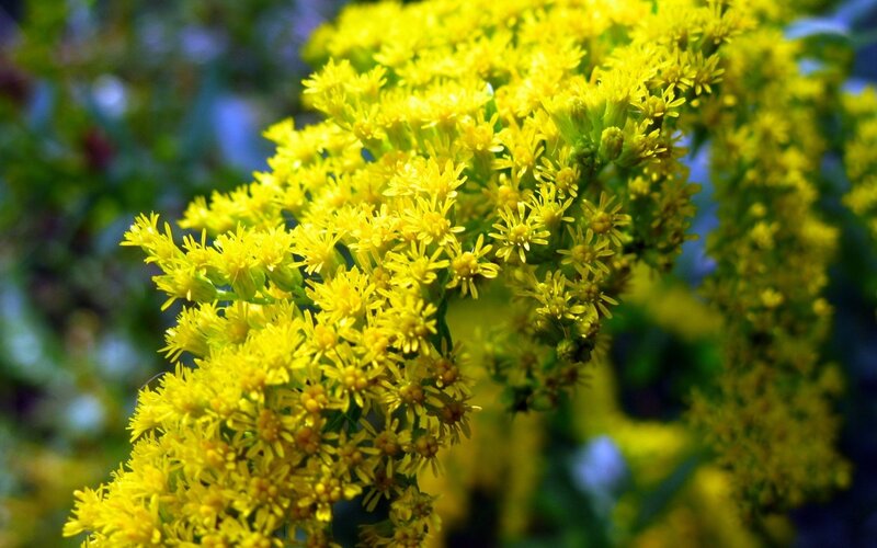 Yellow Goldenrod Flowers — Natural, Summer, Photograph