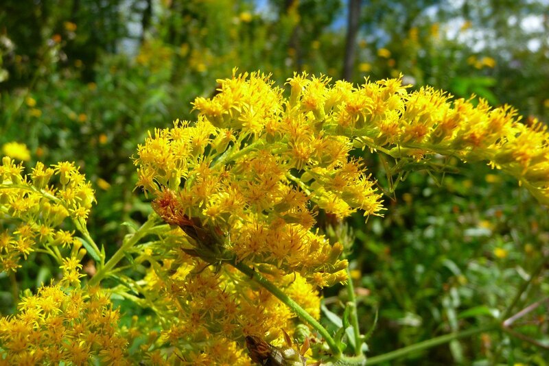 Yellow Goldenrod Flowers — Natural