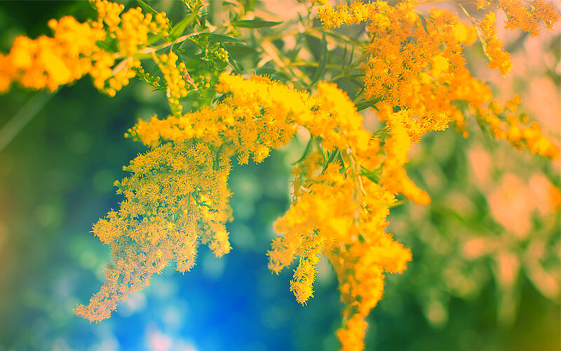 Yellow Goldenrod Flowers — Serene, Afternoon