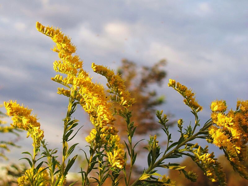 Yellow Goldenrod Flowers — Serene