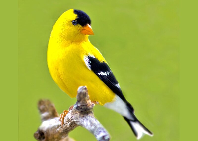 Yellow Goldfinch Bird