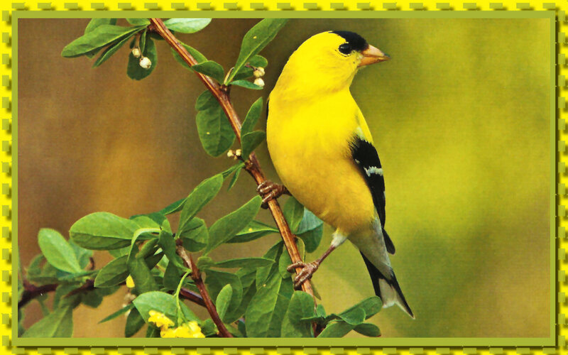 Yellow Goldfinch on Branch — Calm