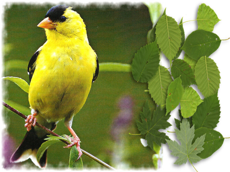 Yellow Goldfinch on Branch