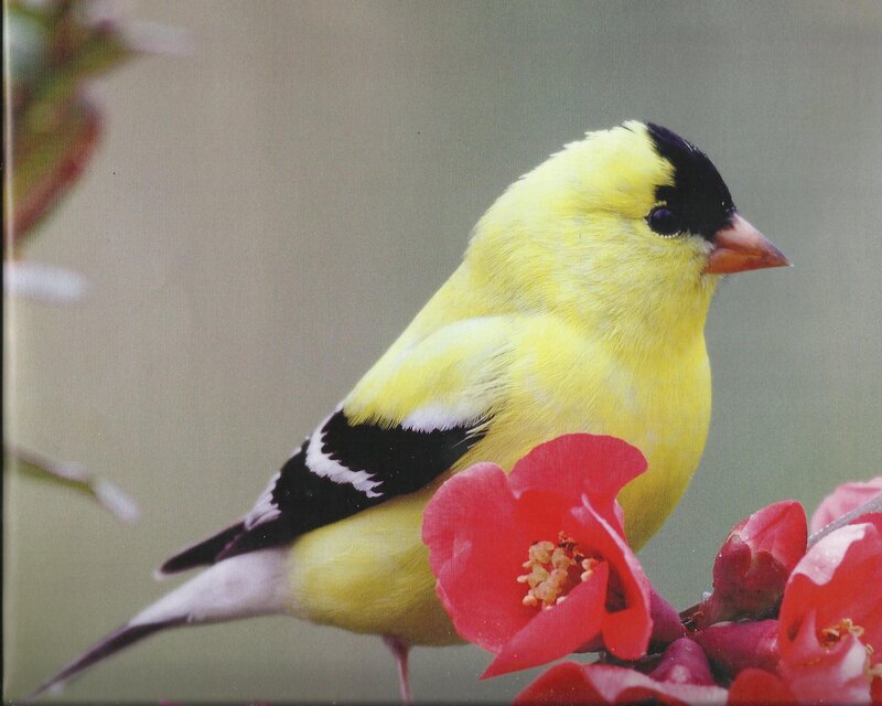 Yellow Goldfinch on Flower — Calm