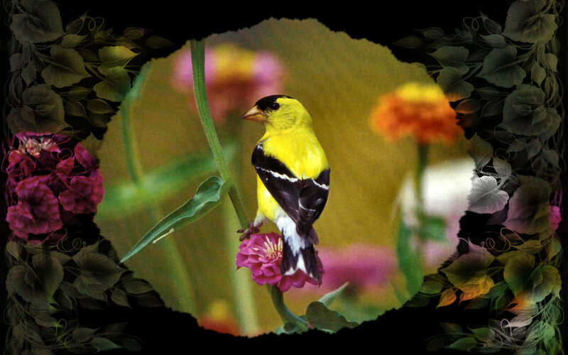 Yellow Goldfinch on Flower