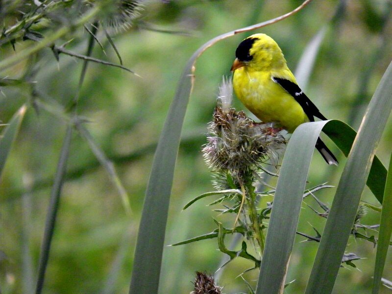 Yellow Goldfinch on Thistle