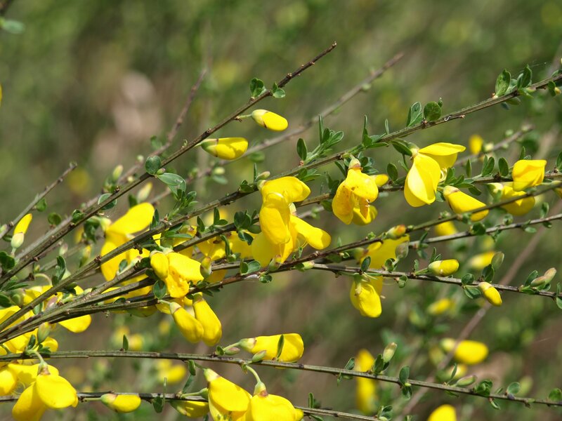 Yellow Gorse Flowers — Calm
