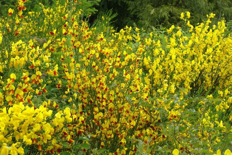 Yellow Gorse Flowers — Natural, Spring, Photograph