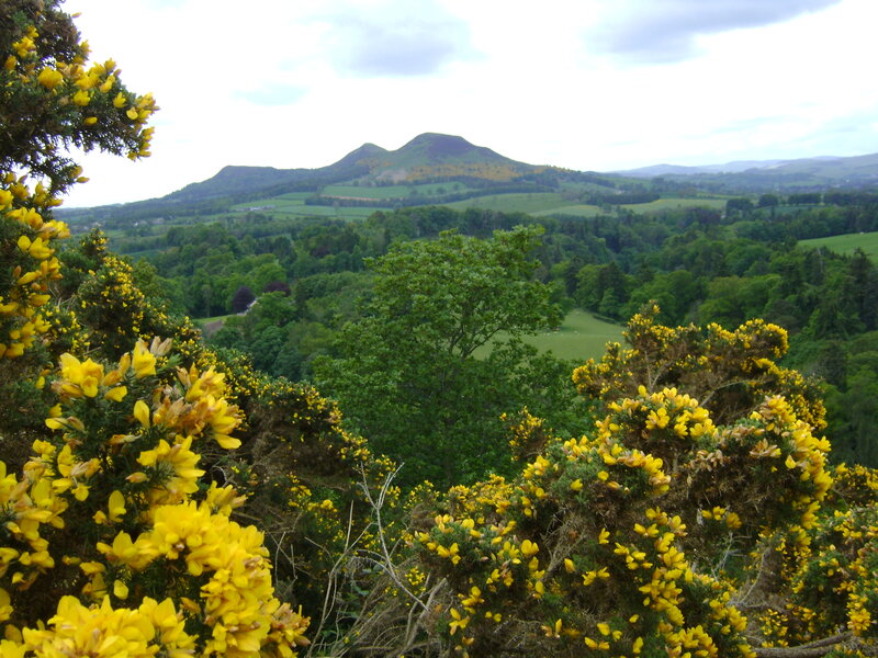 Yellow Gorse Flowers — Serene