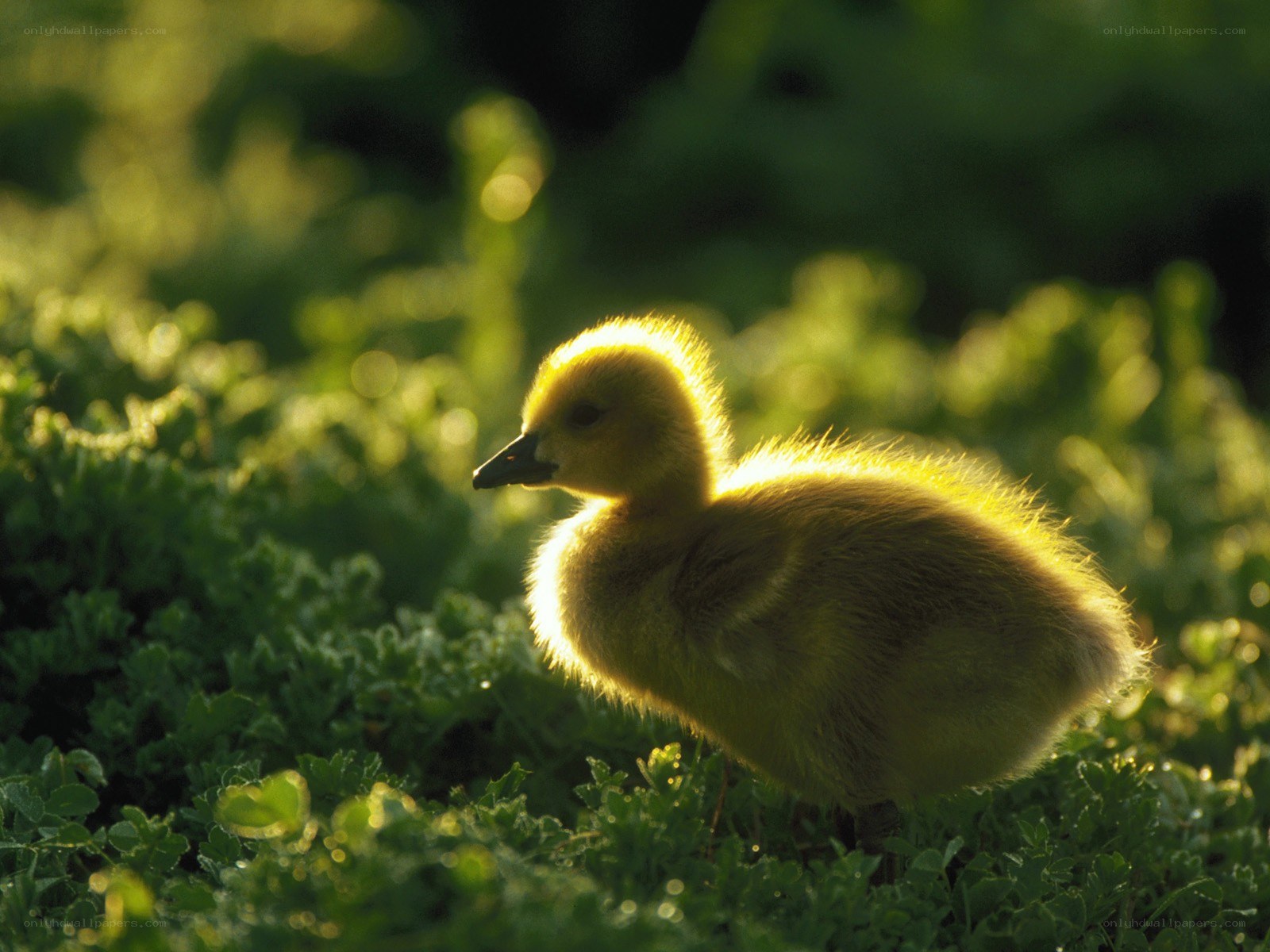 Yellow gosling in grass