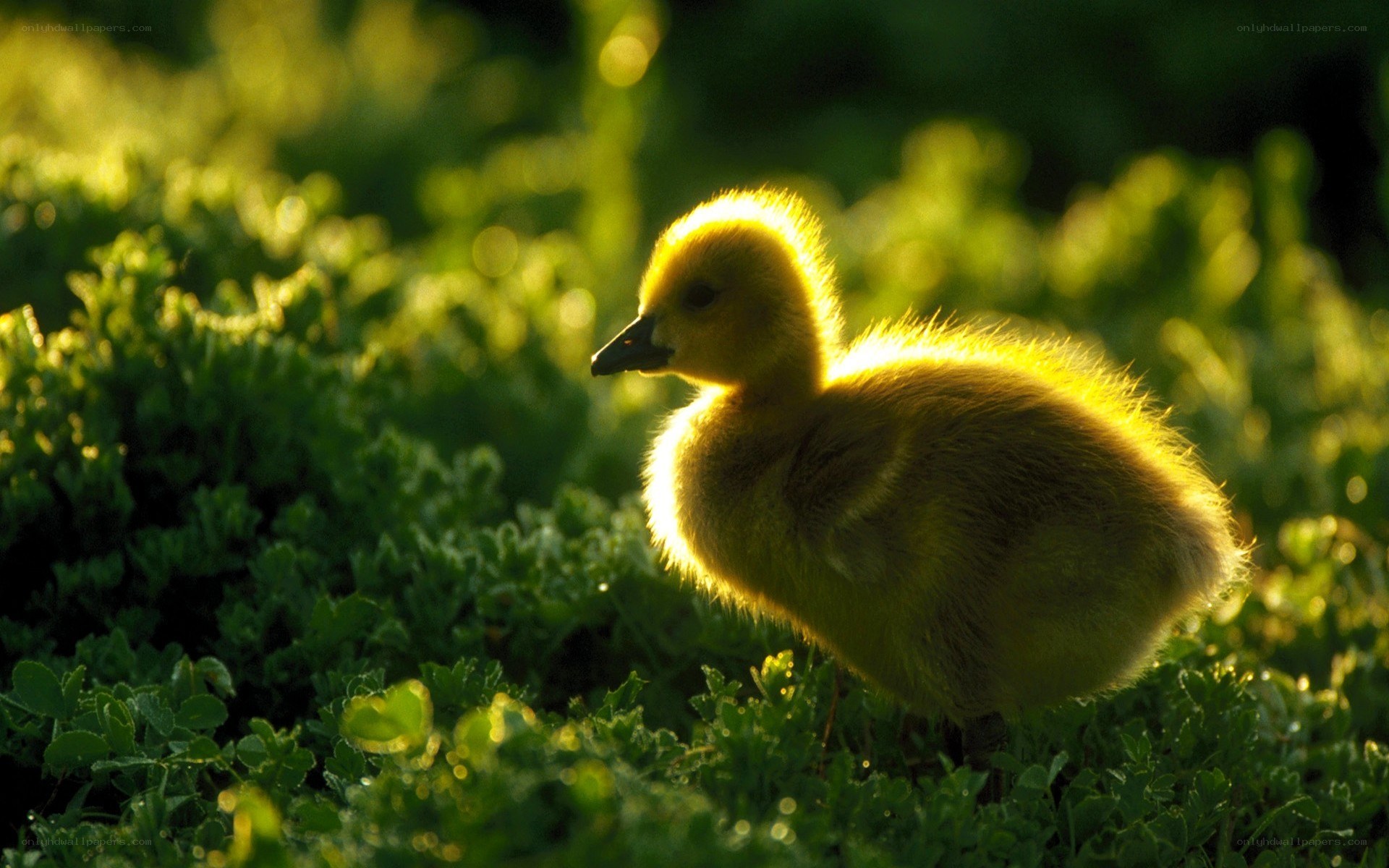 Yellow gosling in grass