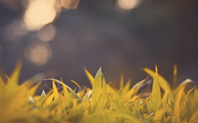 Yellow Grass Blades — Serene