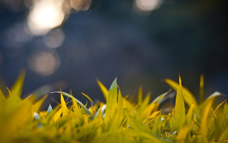 Yellow Grass Blades