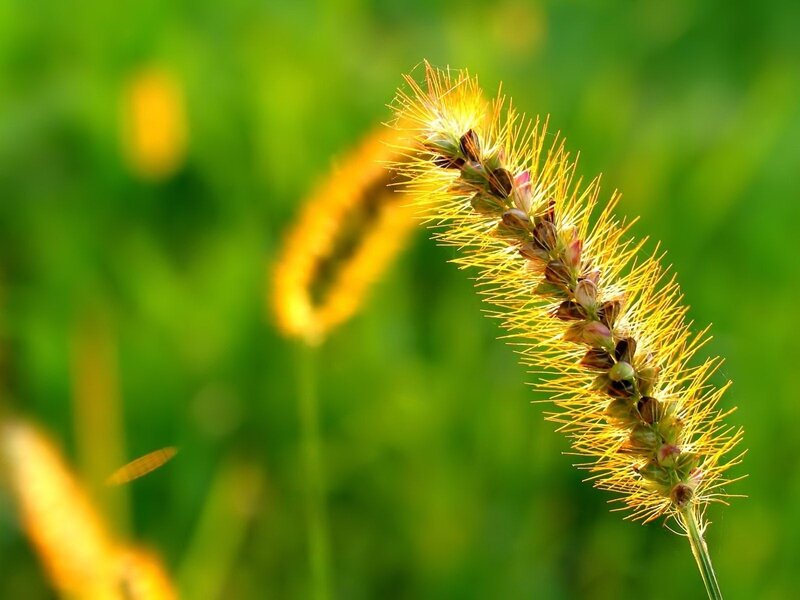 Yellow Grass Seed Head