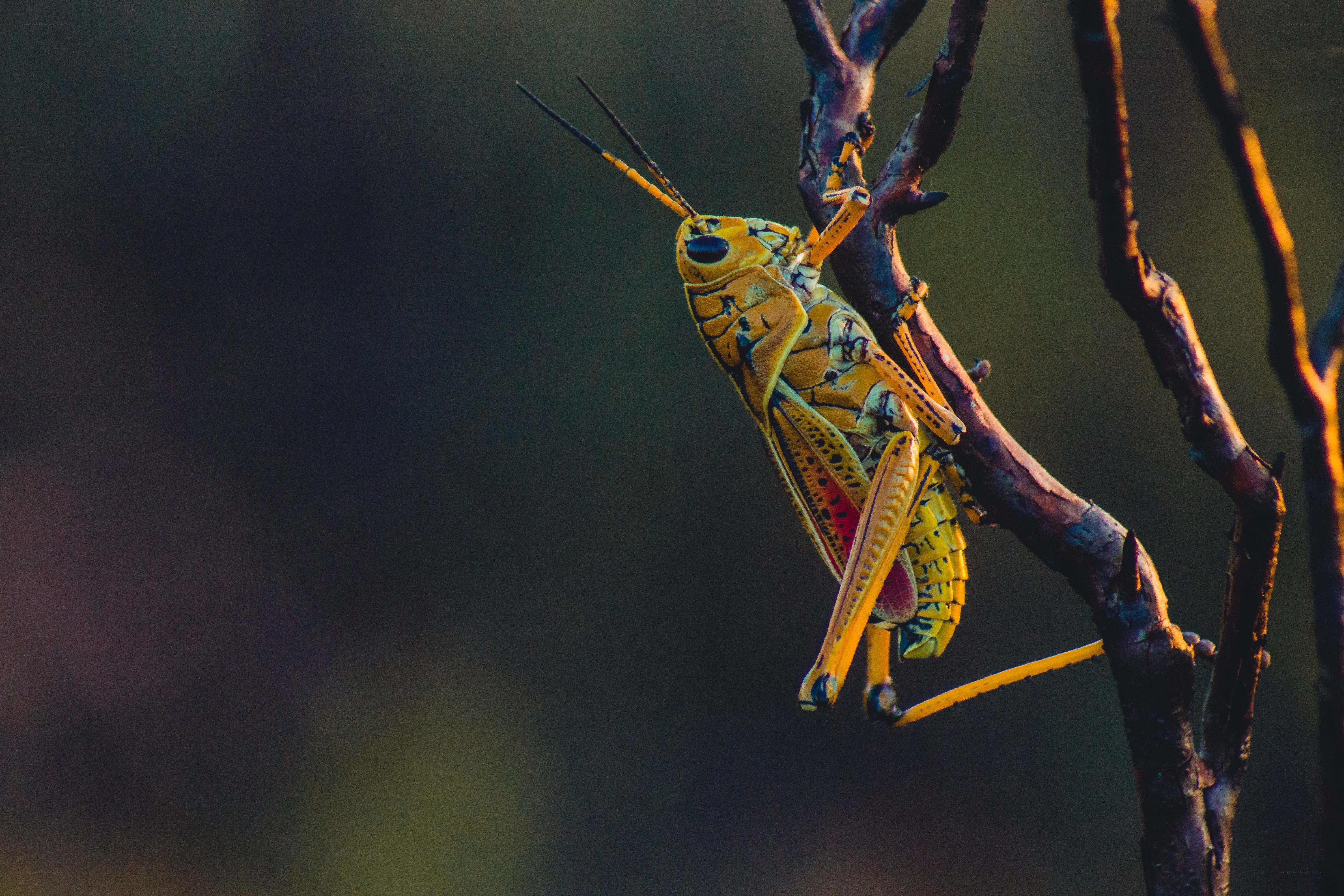 Yellow grasshopper on a branch