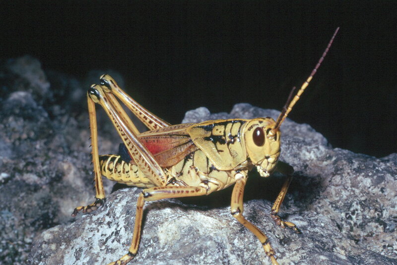 Yellow Grasshopper on Rock — Dramatic
