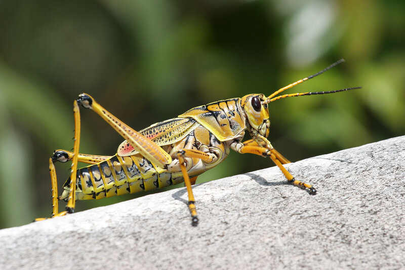 Yellow Grasshopper on Rock