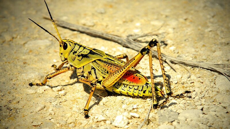 yellow grasshopper on sand